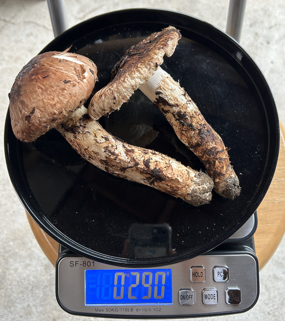 2024年10月発送】＜訳あり＞（300g～） | 国産松茸通販の松茸堂