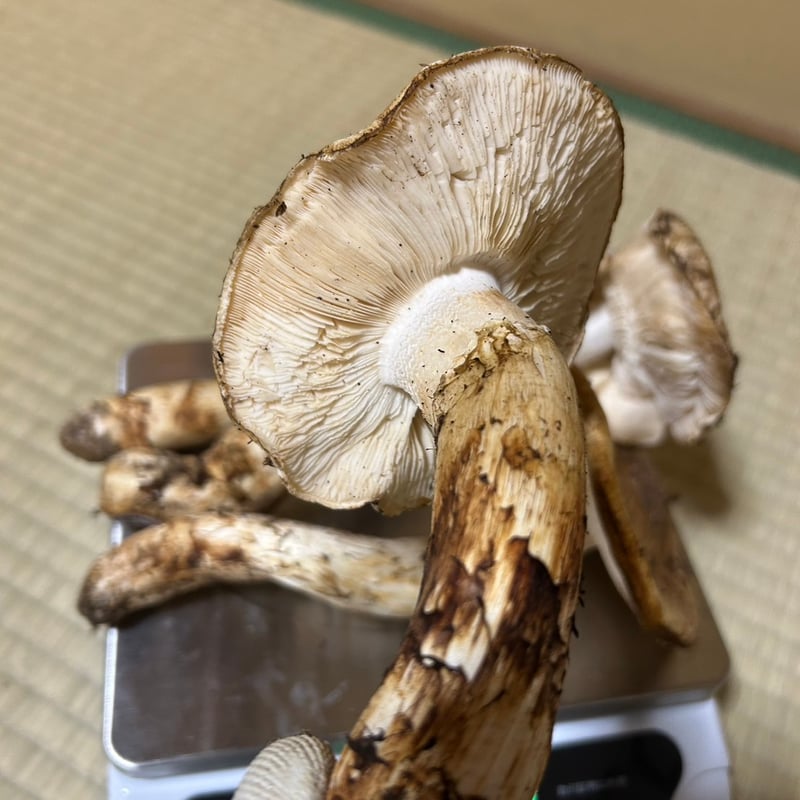 現品限り 松茸加工用盛り合わせ555g 10,000円 | 国産松茸通販の