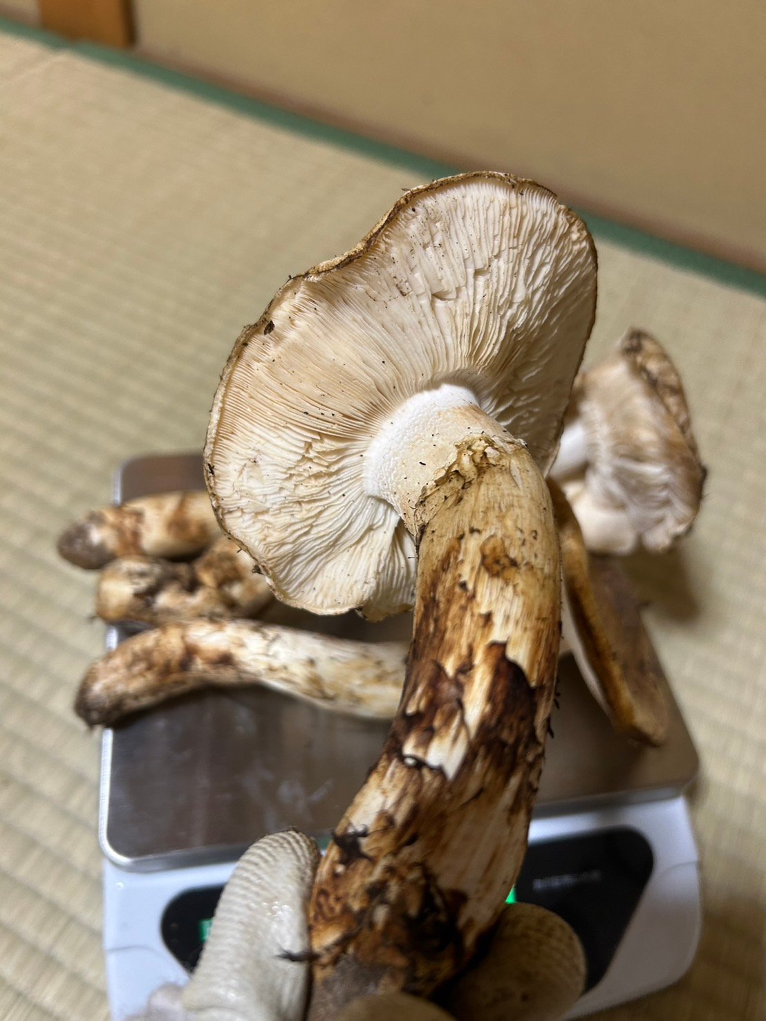 現品限り 松茸加工用盛り合わせ555g 10,000円 | 国産松茸通販の