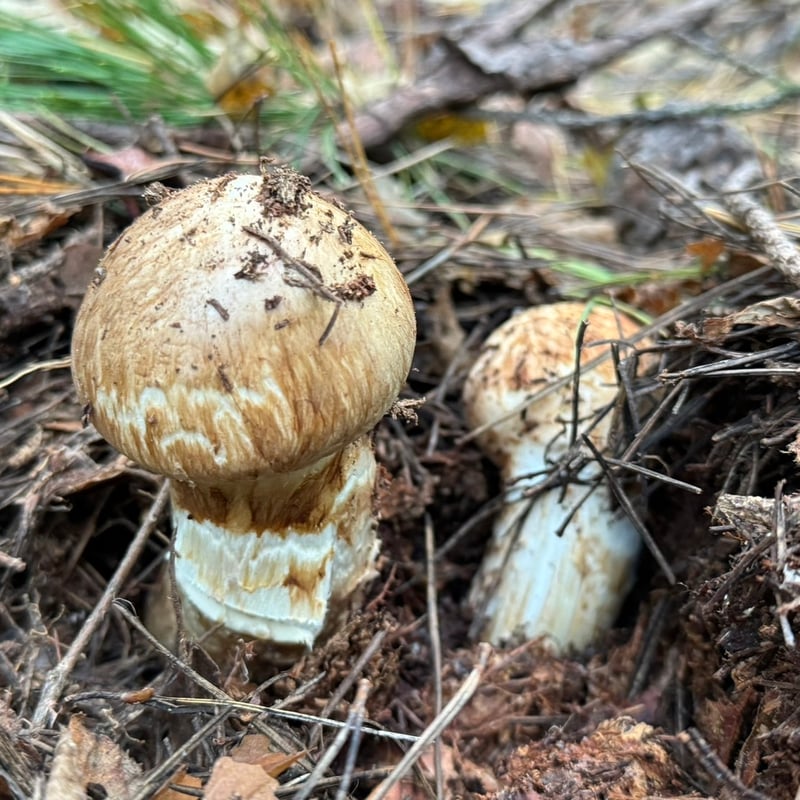 良品＞つぼみ | 国産松茸通販の松茸堂｜朝採れの天然松茸を全国