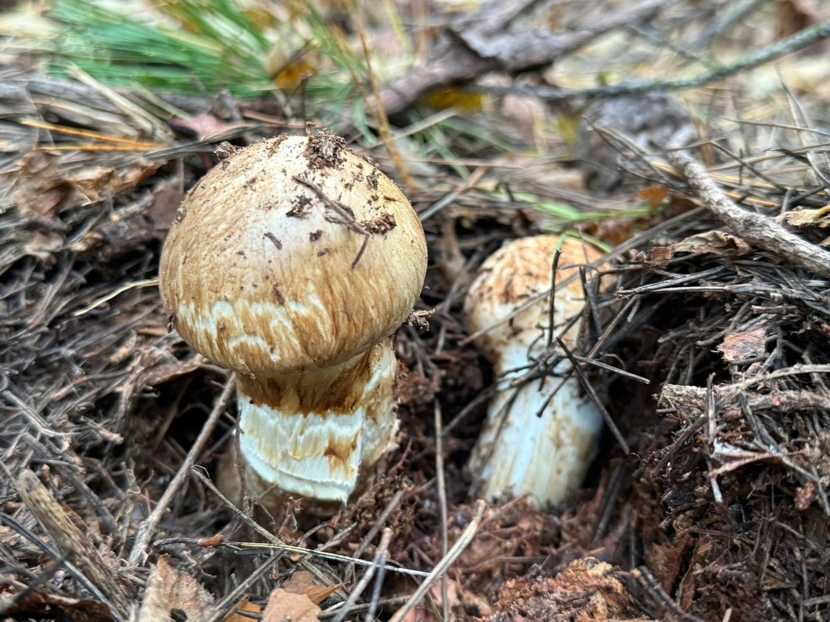 良品＞つぼみ | 国産松茸通販の松茸堂｜朝採れの天然松茸を全国へ配送