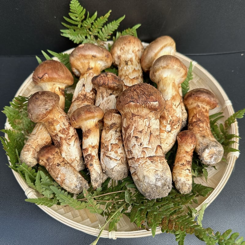 国産松茸500g 松茸 北海道 500g 訳あり 国産① 北海道 松茸 500g ①