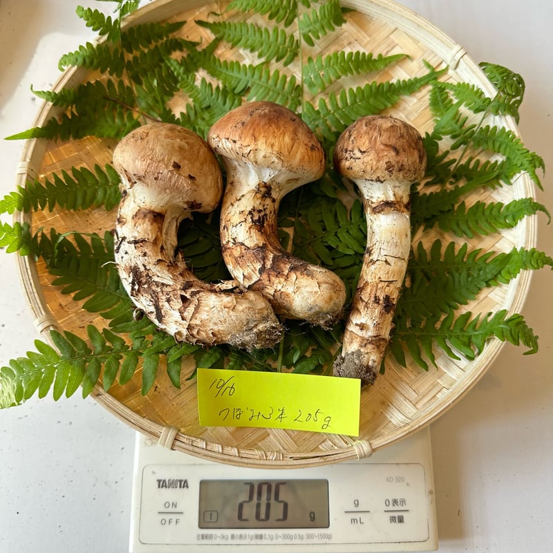 良品＞つぼみ | 国産松茸通販の松茸堂｜朝採れの天然松茸を全国へ配送