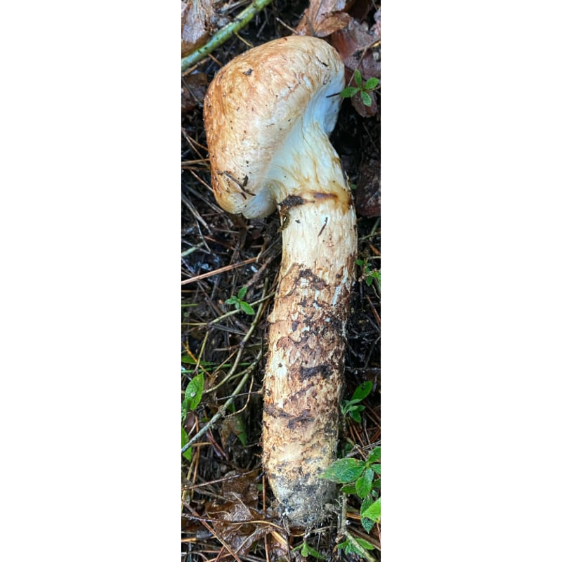 良品＞つぼみ | 国産松茸通販の松茸堂｜朝採れの天然松茸を全国へ配送