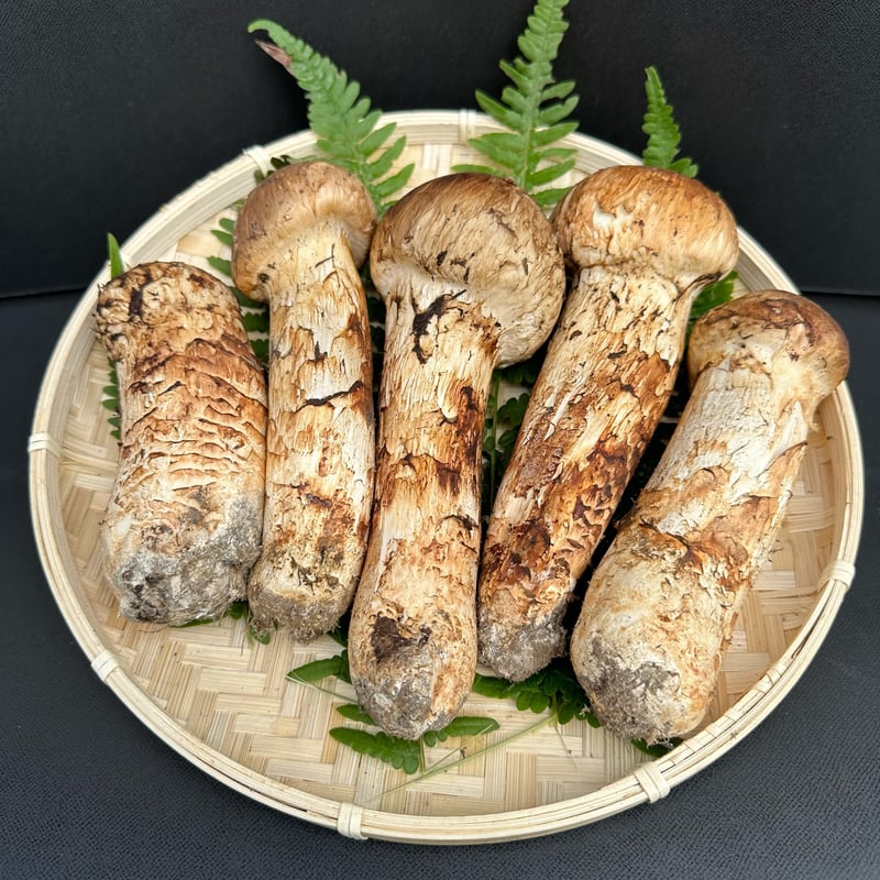 【本日出荷】極上つぼみ　一級品セット　岩手県産　松茸382g 松茸 国産松茸 蕾・軸太 大型極上品 200g 会津産・岩手県産 【2024