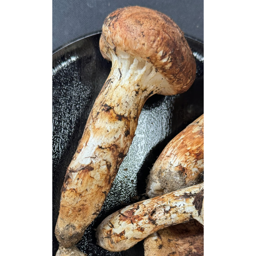 タカ＆ヨシ 南信州豊丘産 松茸225ｇ つぼみ タカ＆ヨシ 南信州豊丘産 松茸225g つぼみ タカ＆ヨシ 南信州豊丘