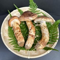 訳あり＞訳あり松茸 | 国産松茸通販の松茸堂｜朝採れの天然松茸を全国