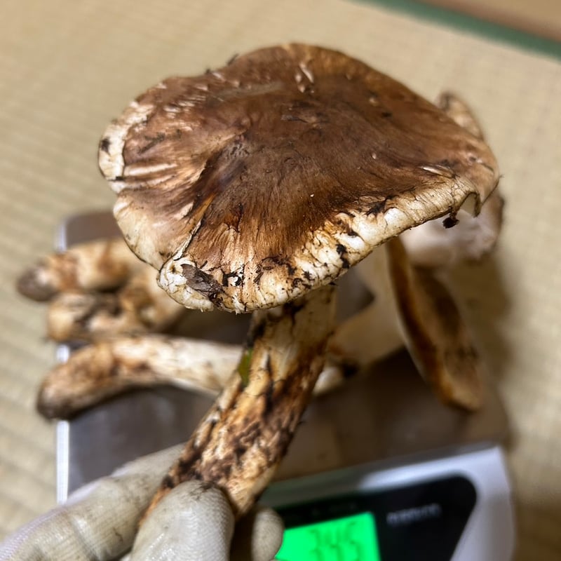 現品限り 松茸加工用盛り合わせ555g 10,000円 | 国産松茸通販の