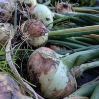 野菜の定期便／おおきな箱