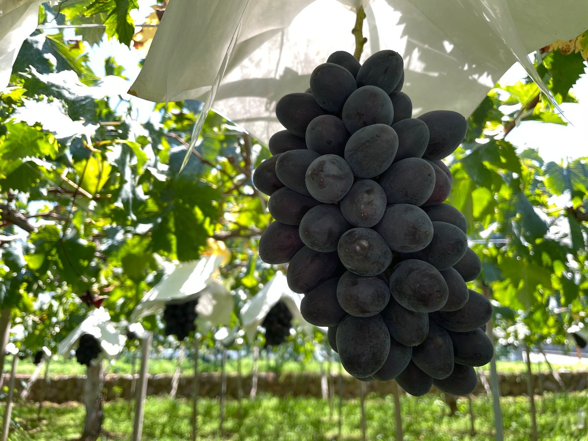 数量限定※8月だけの旬のぶどう食べ比べセット【2キロ】 | 石原観光