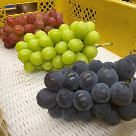 高山村のクイーンニーナ　来季の受付け中 クイーンニーナ