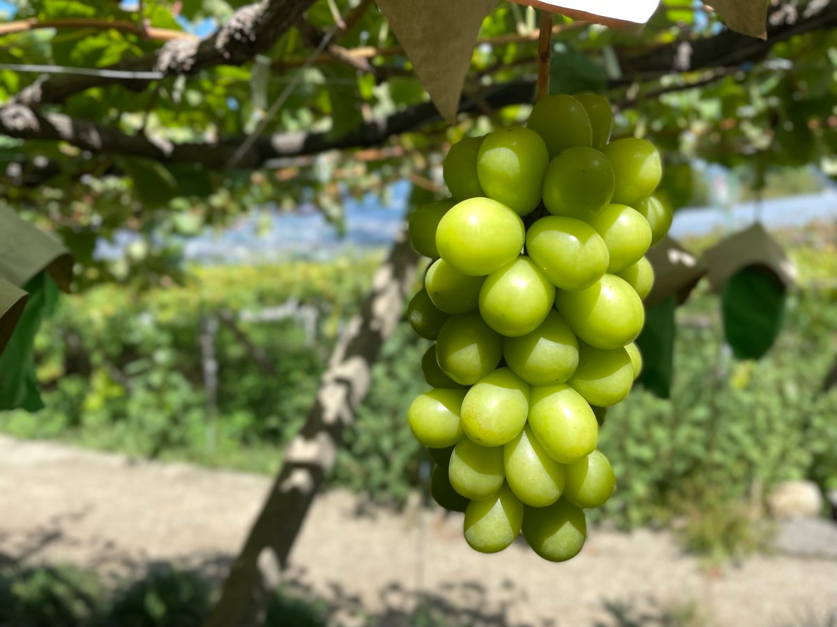 しげみきのぶ様　シャインマスカット2kg 石川 シャインマスカット 2kg｜shiba grape farm | shiba