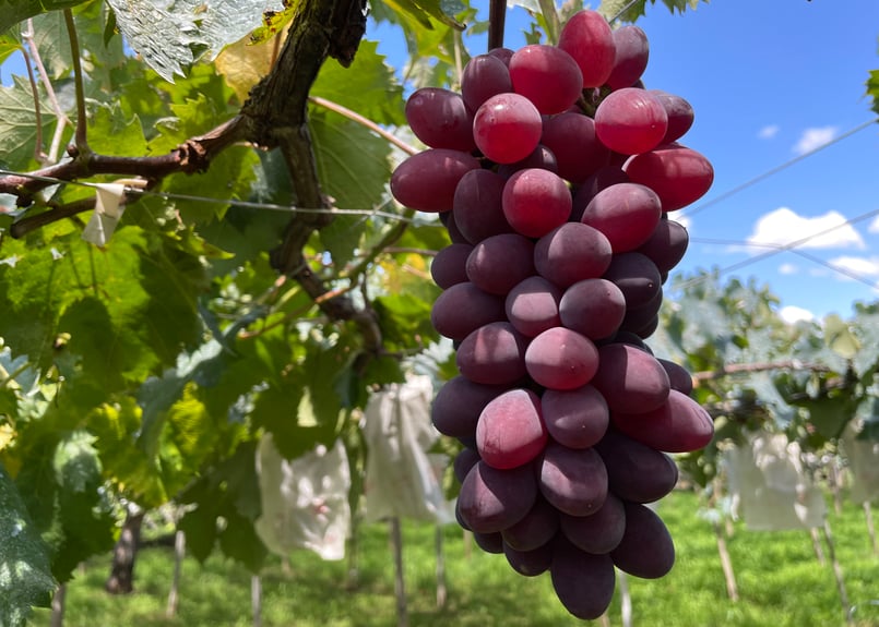 数量限定※8月だけの旬のぶどう食べ比べセット【2キロ】 | 石原観光