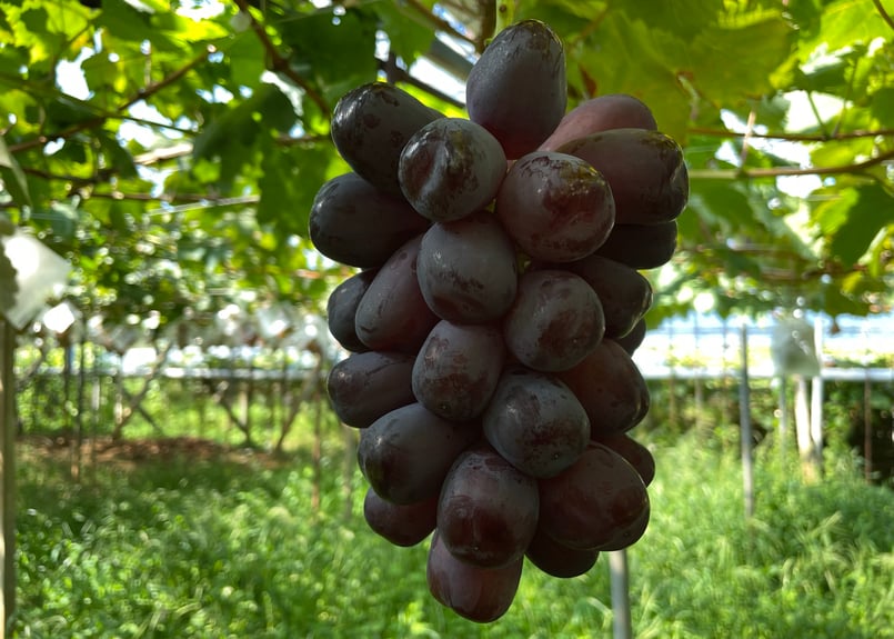 しげみきのぶ様　シャインマスカット2kg 石川 シャインマスカット 2kg｜shiba grape farm | shiba