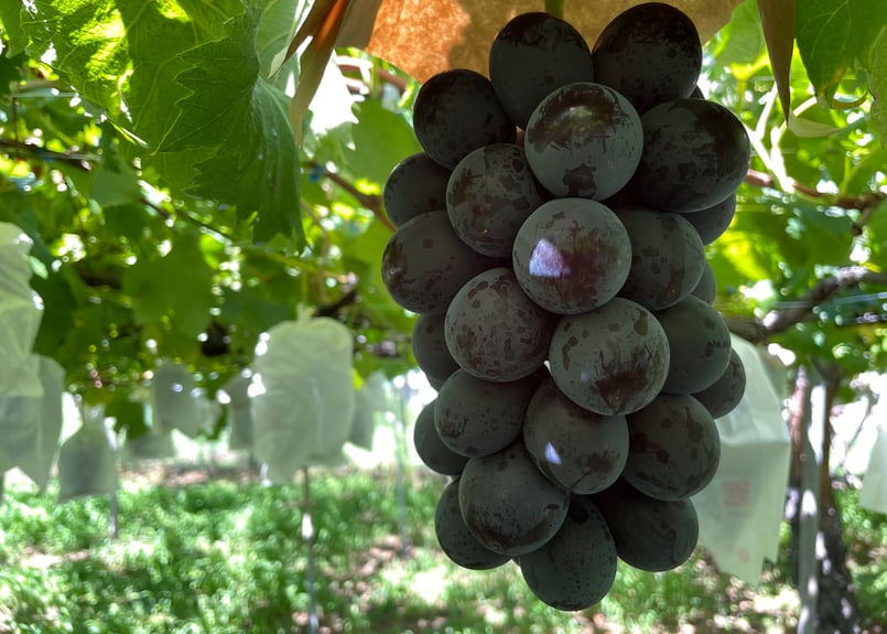 数量限定※8月だけの旬のぶどう食べ比べセット【2キロ】 | 石原観光