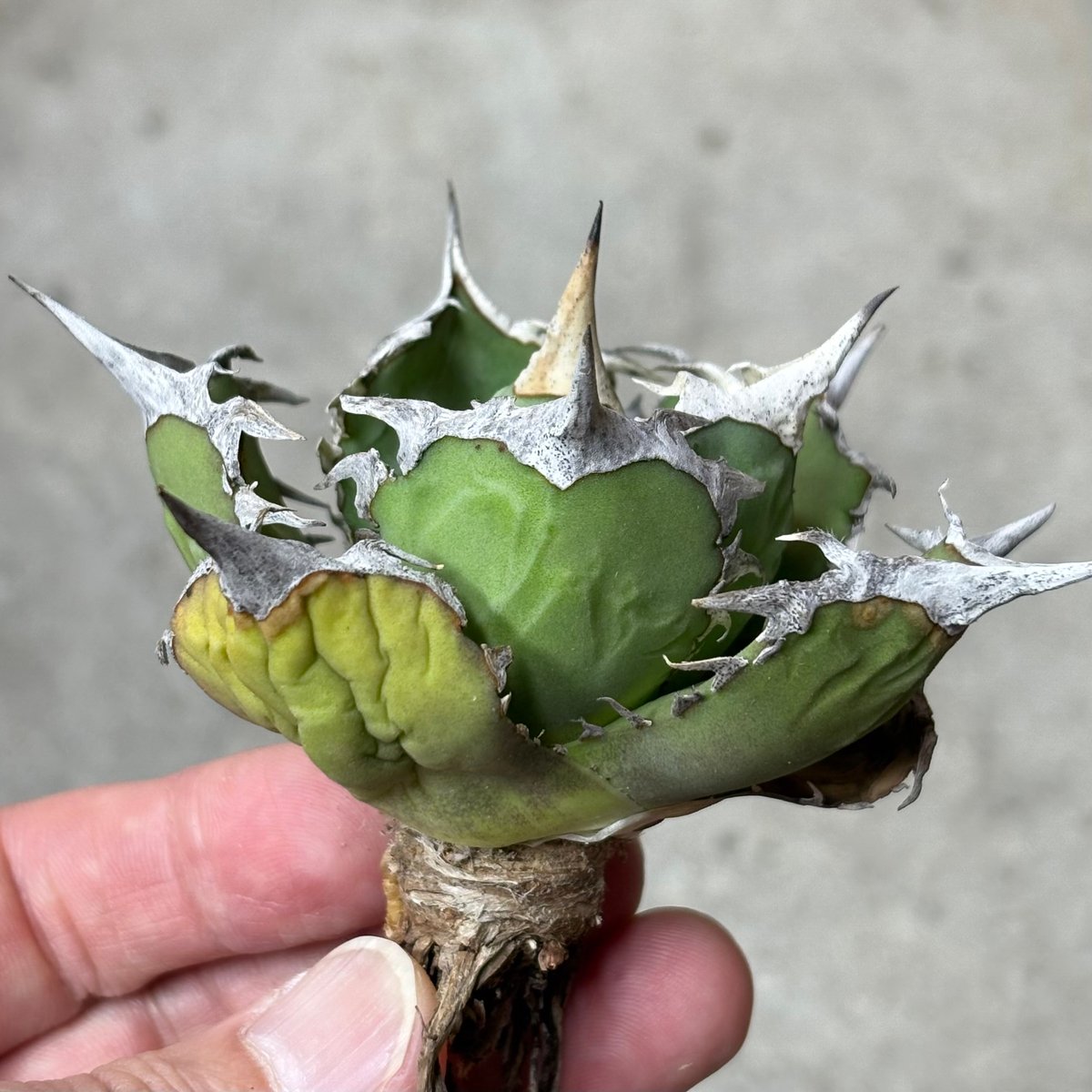 Agave titanota 『 White Hawk 』 -1 | PLANTISTIC!