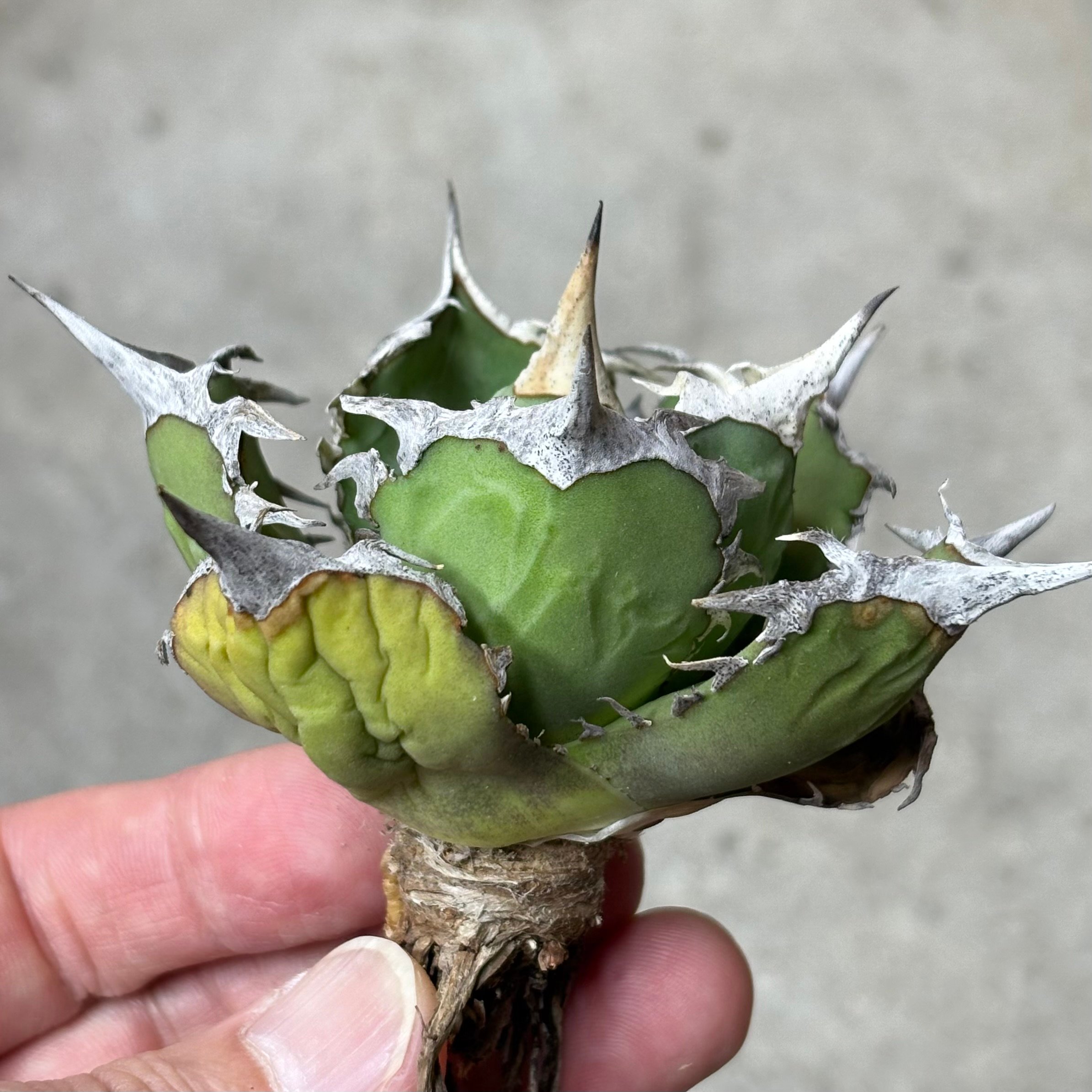 Agave titanota 『 White Hawk 』 -1 | PLANTISTIC!
