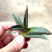 Agave titanota 『 White Hawk 』 -1 | PLANTISTIC!