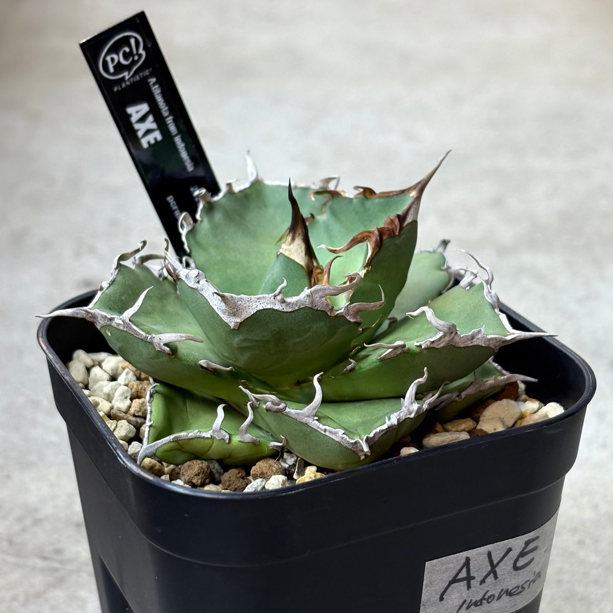 短葉肉厚】titanota AXE アガベチタノタアックス子株 【公式通販】