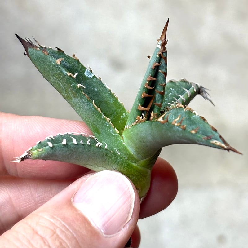 Agave purpusorum 『White Fang』 -3 | PLANTISTIC!