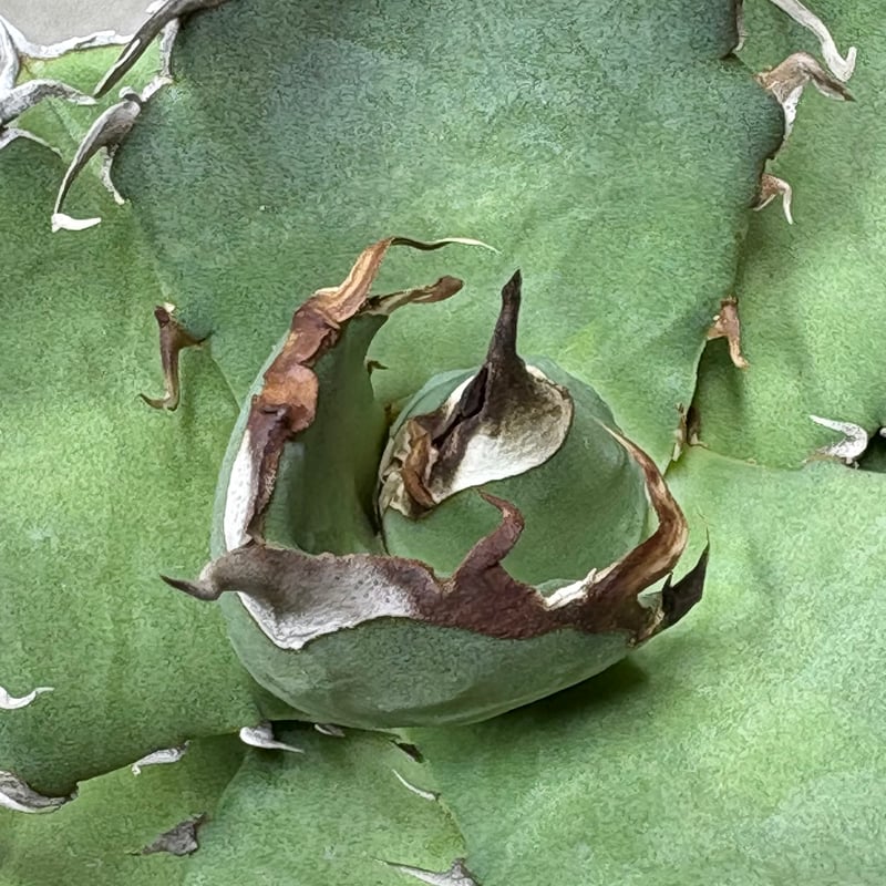 【最終一株】titanota AXE アガベチタノタアックス子株 短葉肉厚 短葉肉厚】titanota AXE アガベチタノタアックス子株