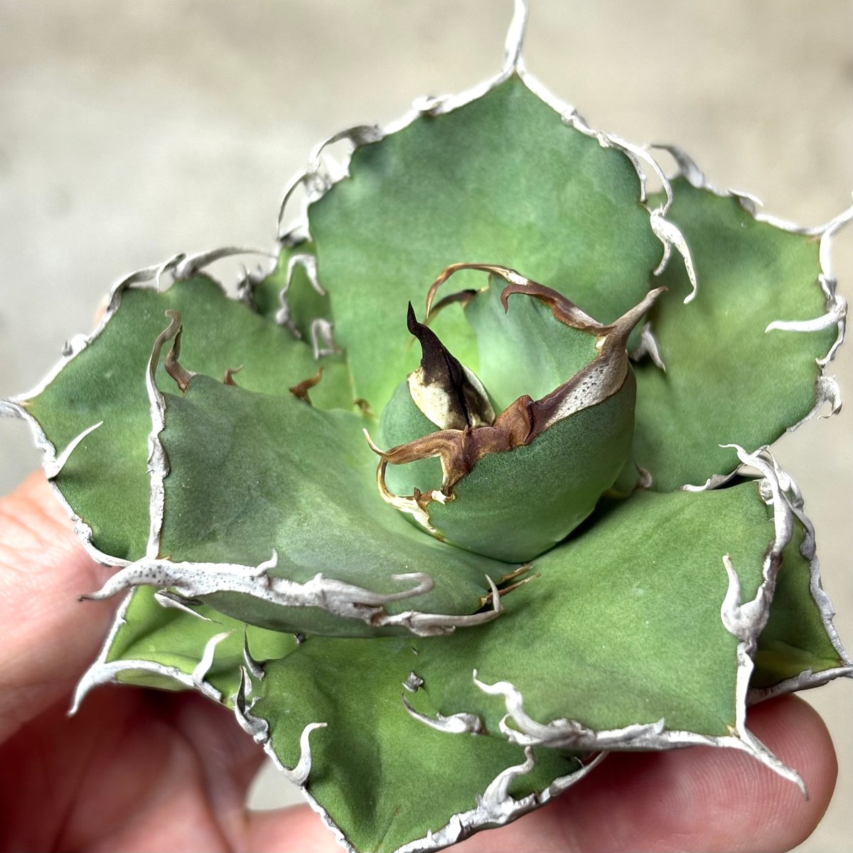 【短葉肉厚】titanota AXE アガベチタノタアックス子株 Agave titanota 『 AXE 』 -2 | PLANTISTIC!