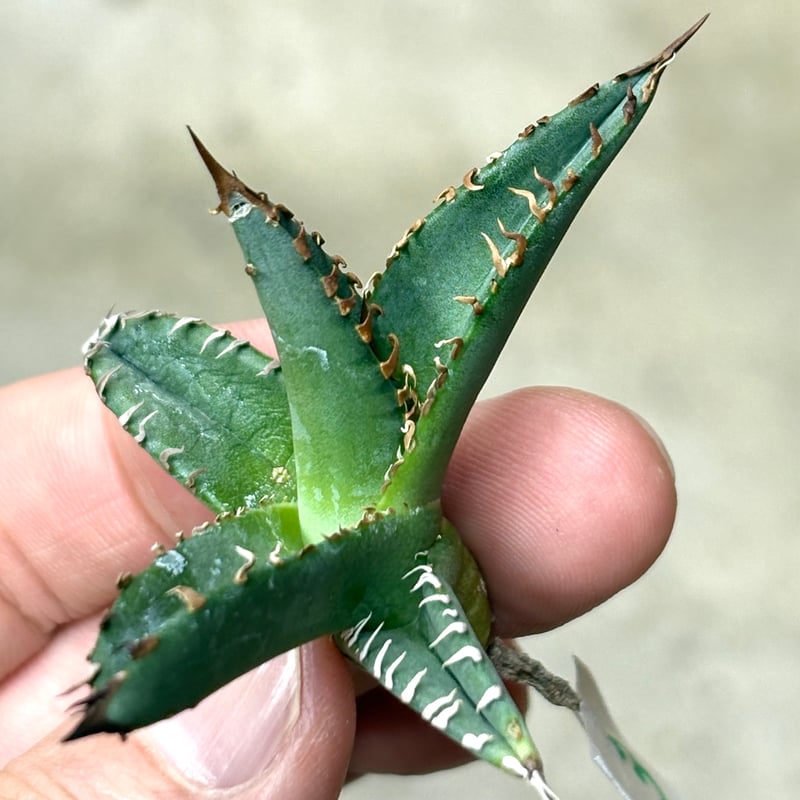 ②アガベ ホワイトファング Hidden agave オテロイ パープソラム