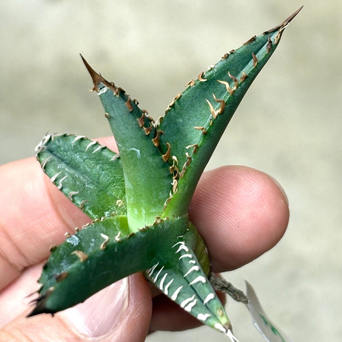 Agave purpusorum 『White Fang』 -3 | PLANTISTIC!