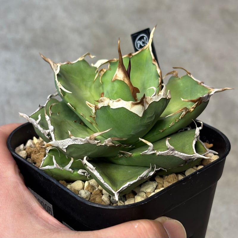 Agave titanota 『 AXE 』 -1 | PLANTISTIC!