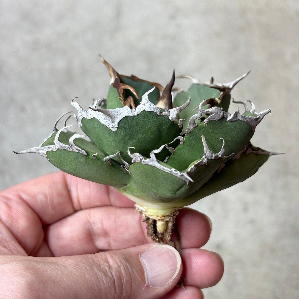 【短葉肉厚】titanota AXE アガベチタノタアックス子株 Agave titanota 『 AXE 』 -1 | PLANTISTIC!