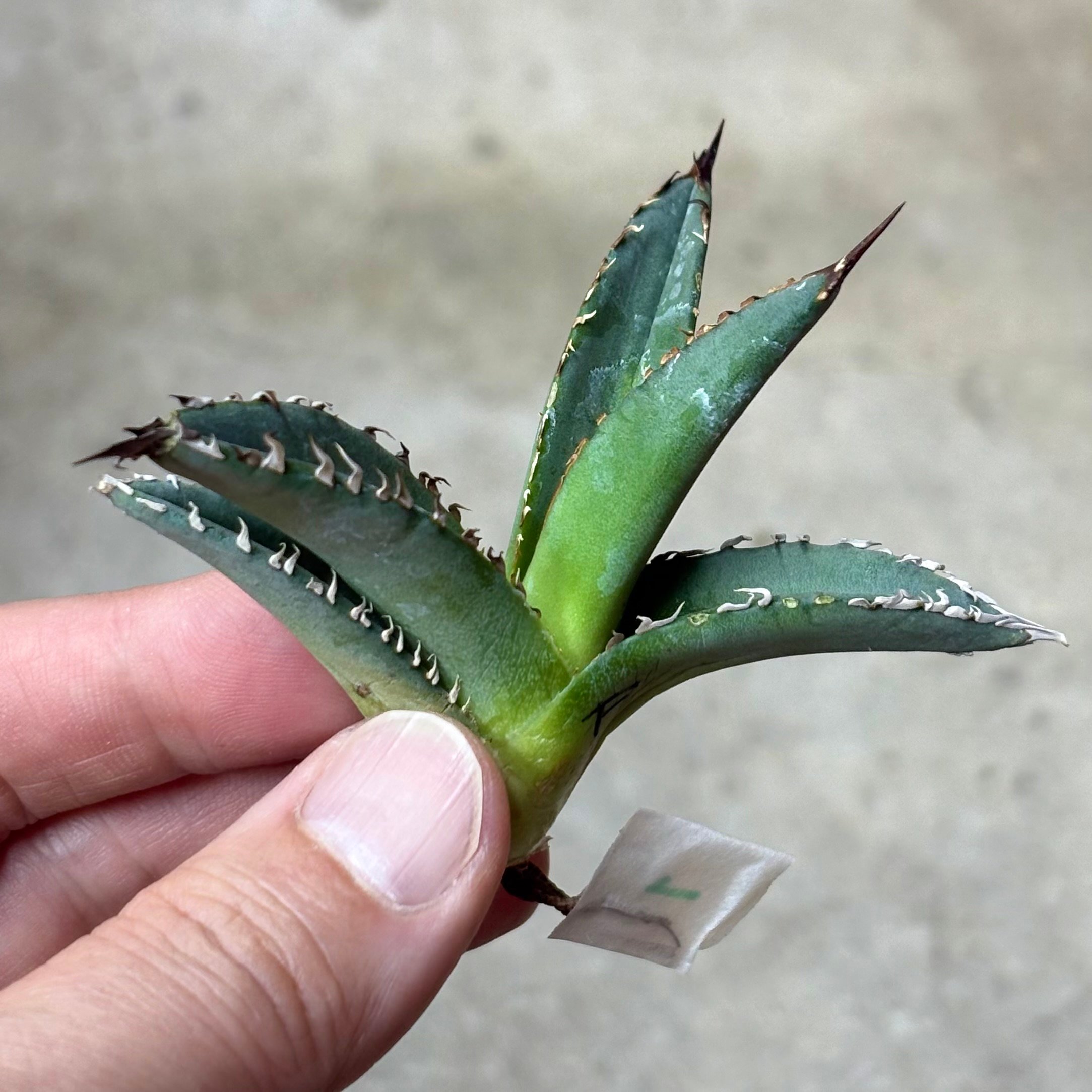 Agave purpusorum 『White Fang』 -1 | PLANTISTIC!