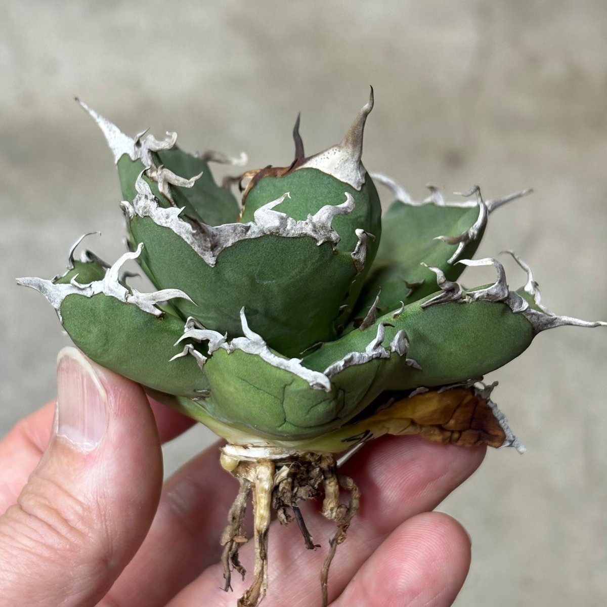 【短葉肉厚】titanota AXE アガベチタノタアックス子株 Agave titanota 『 AXE 』 -2 | PLANTISTIC!