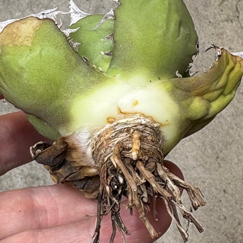 Agave titanota 『 White Hawk 』 -1 | PLANTISTIC!