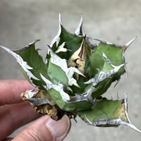 Agave purpusorum 『White Fang』 -3 | PLANTISTIC!