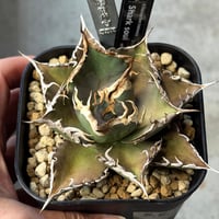 Agave titanota 『 White Hawk 』 -1 | PLANTISTIC!