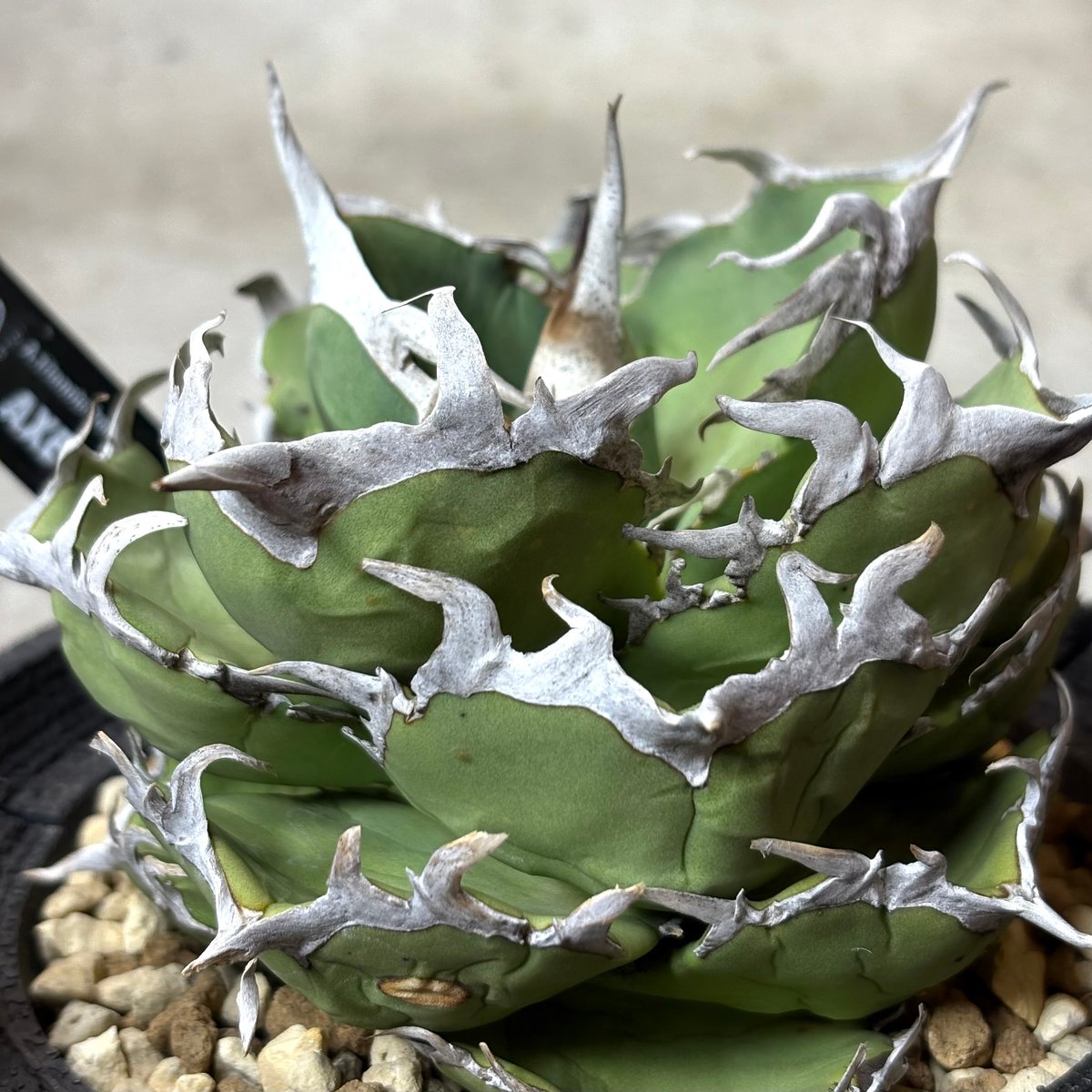 Agave titanota 『 AXE 』 -2 | PLANTISTIC!