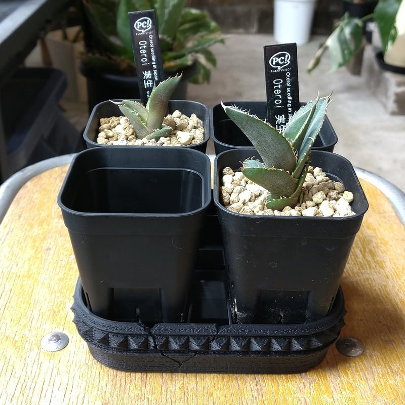 UKEZARA SQUARE STUDS LL | PLANTISTIC!
