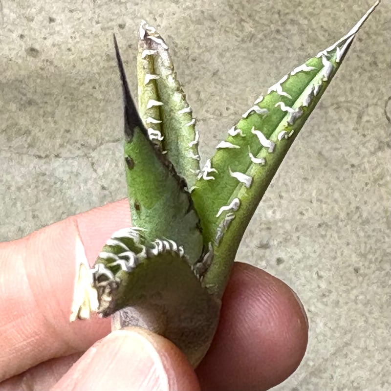 Agave purpusorum 『White Fang』 -2 | PLANTISTIC!