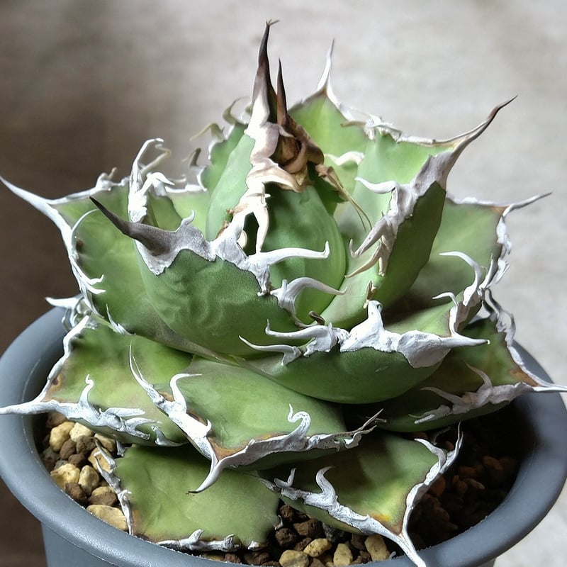 Agave titanota 『Shark soui』 Ssize -1 | PLANTISTIC! 