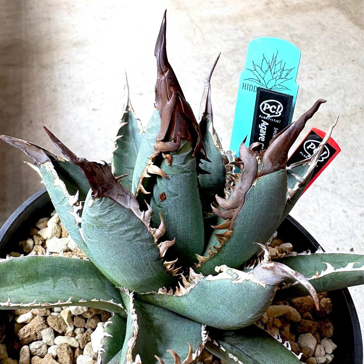 Agave WhiteFang パープソラム ホワイトファング US産 Agave 'White Fang' 3 アガベ ホワイトファング | STELLA.PLANTS