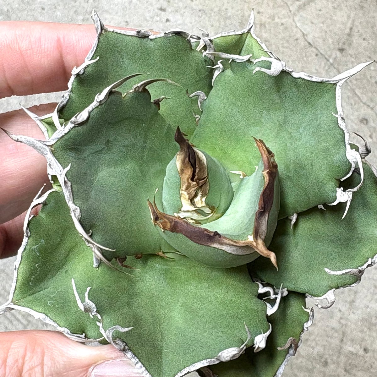 Agave titanota 『 AXE 』 -1 | PLANTISTIC!