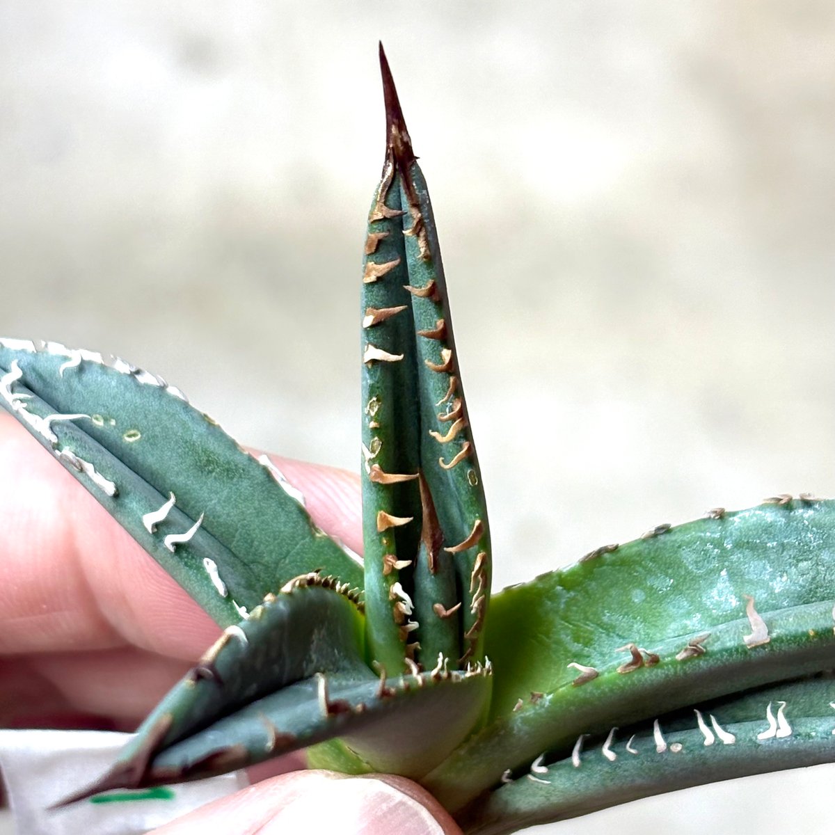 Agave purpusorum 『White Fang』 -1 | PLANTISTIC!