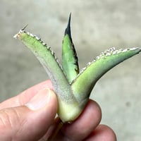 Agave titanota 『 White Hawk 』 -1 | PLANTISTIC!