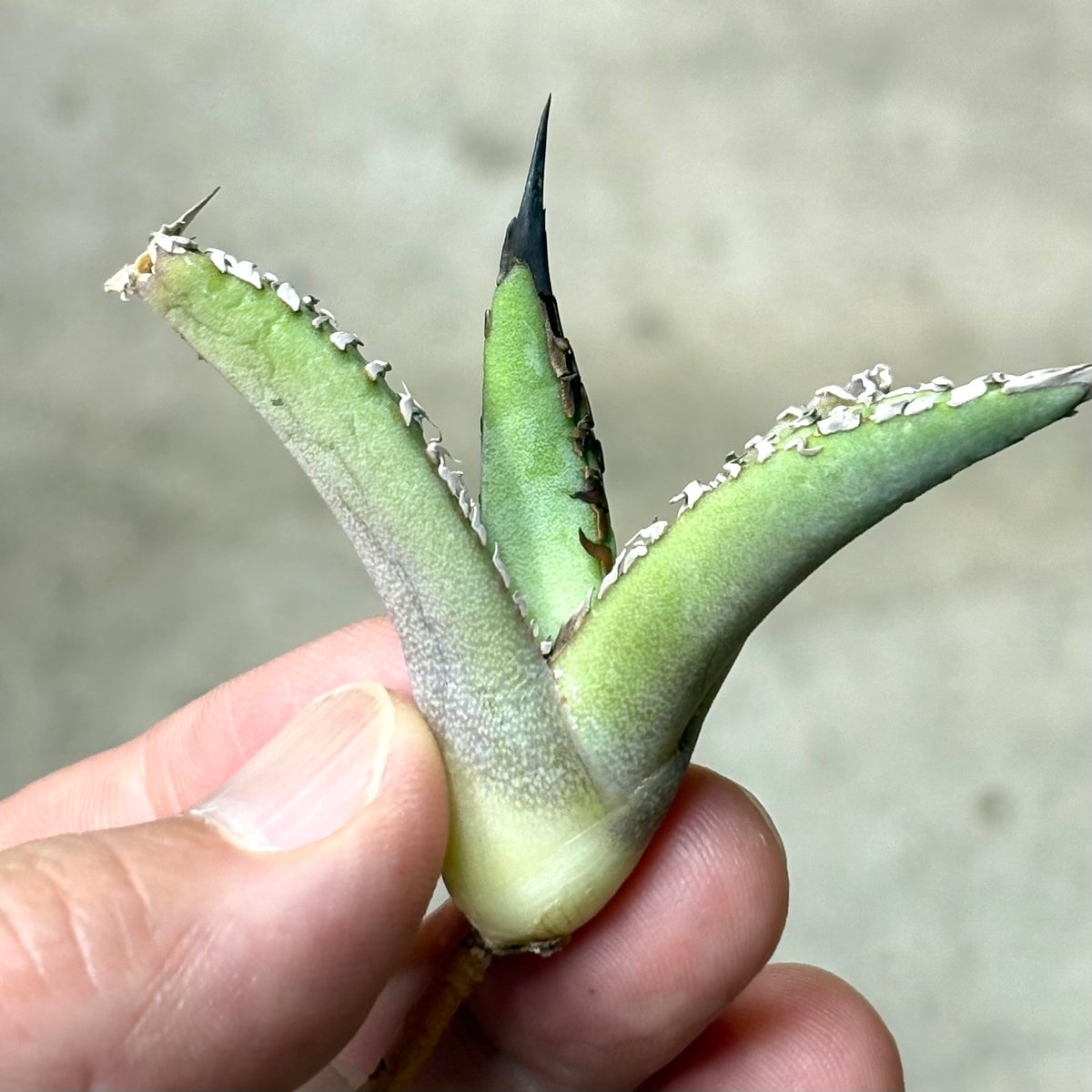 Agave WhiteFang パープソラム ホワイトファング US産 Agave WhiteFang パープソラム ホワイトファング US産 Agave WhiteFang