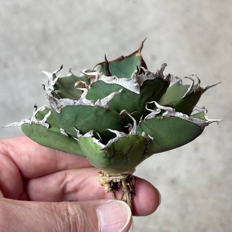 Agave titanota 『 AXE 』 -1 | PLANTISTIC!