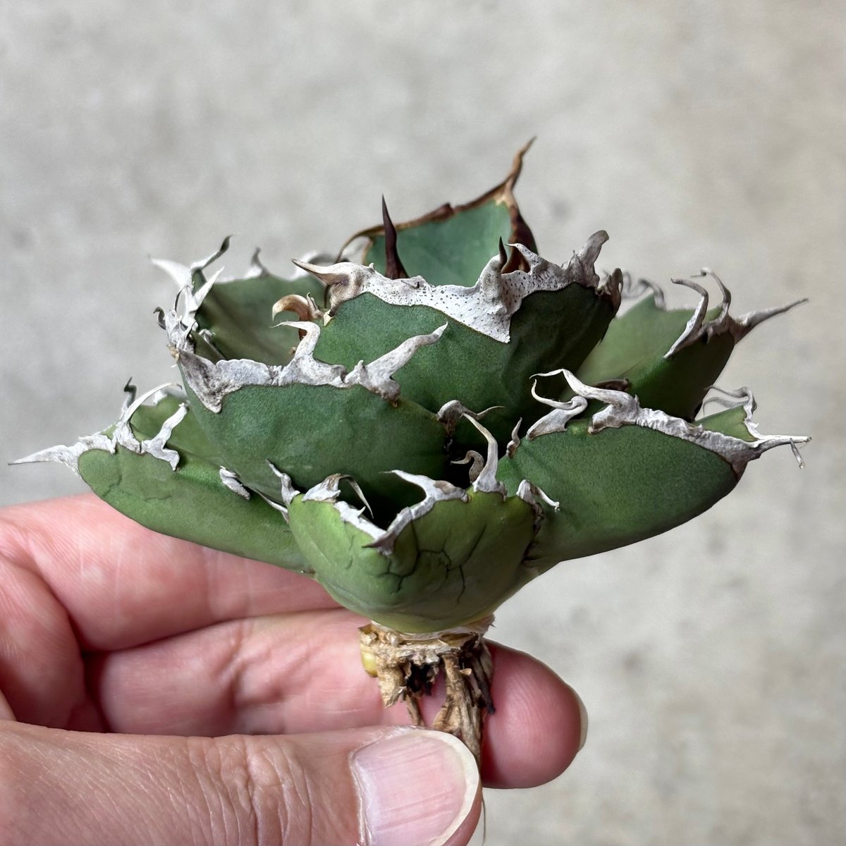 最終一株】titanota AXE アガベチタノタアックス子株 短葉肉厚