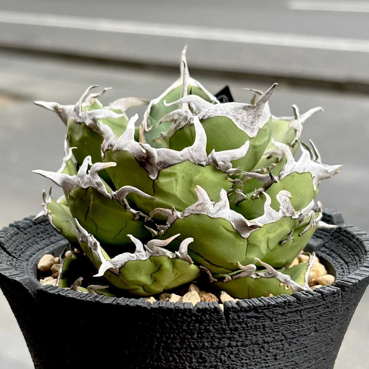 【短葉肉厚】titanota AXE アガベチタノタアックス子株 Agave titanota 『 AXE 』 -1 | PLANTISTIC!