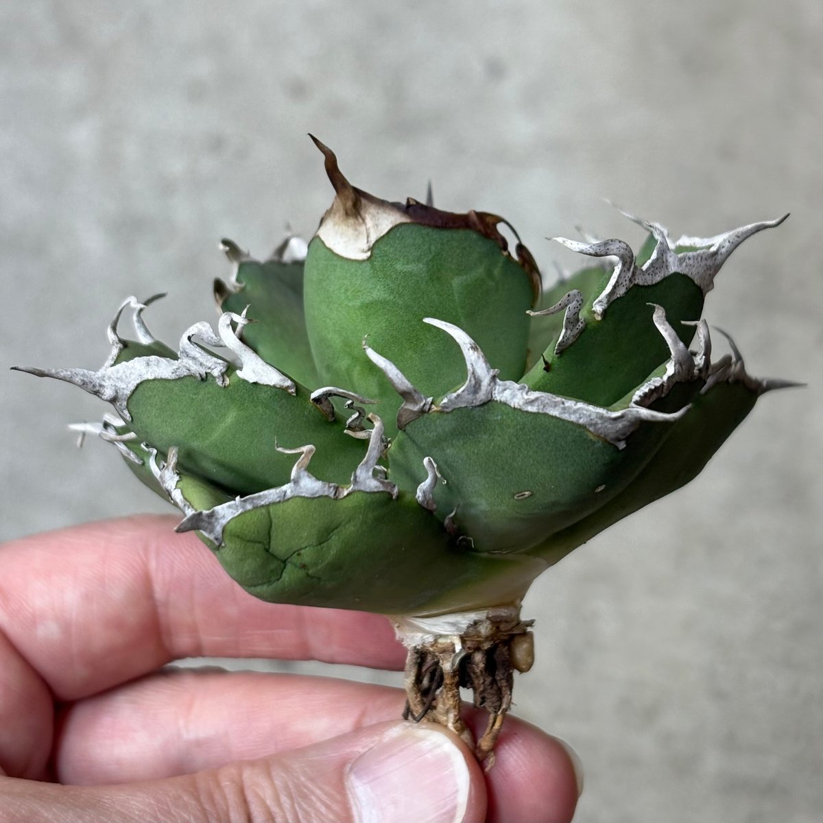 Agave titanota 『 AXE 』 -1 | PLANTISTIC!