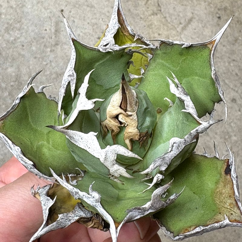 Agave titanota 『 White Hawk 』 -1 | PLANTISTIC!