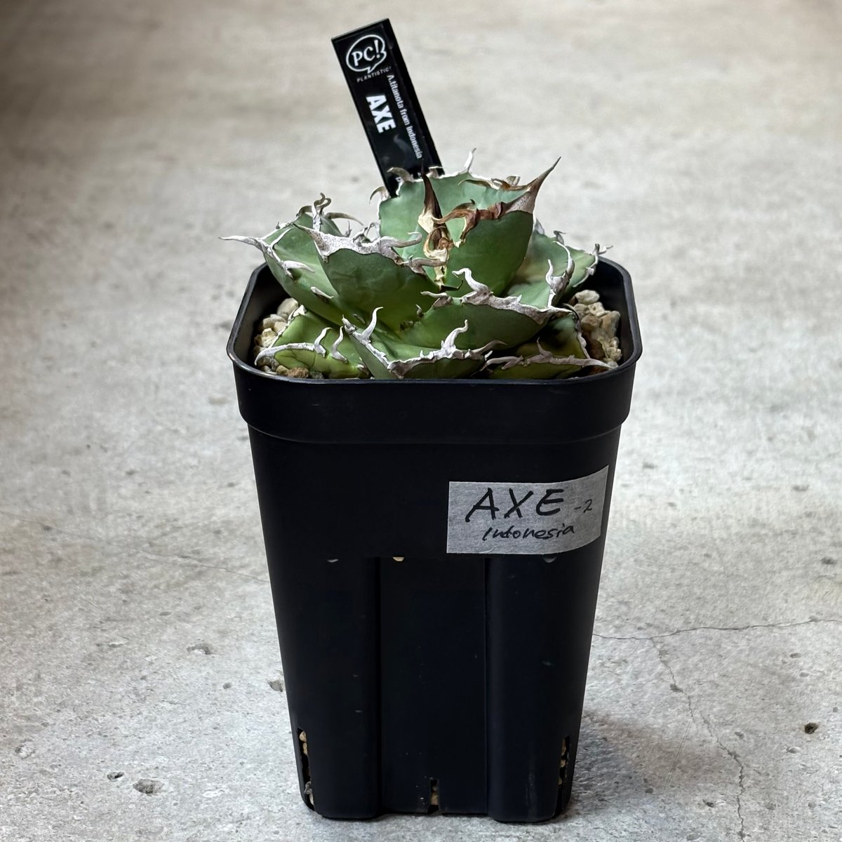 【短葉肉厚】titanota AXE アガベチタノタアックス子株 Agave titanota 『 AXE 』 -2 | PLANTISTIC!